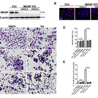 Loss Of Manf Inhibits Ra Induced Neurite Outgrowth Stable N A Cell