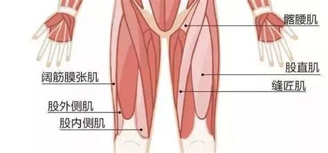 跑步后，大腿内侧，你也要注意防护！ 肌肉