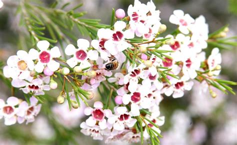 Plant Profile Geraldton Wax The West Australian