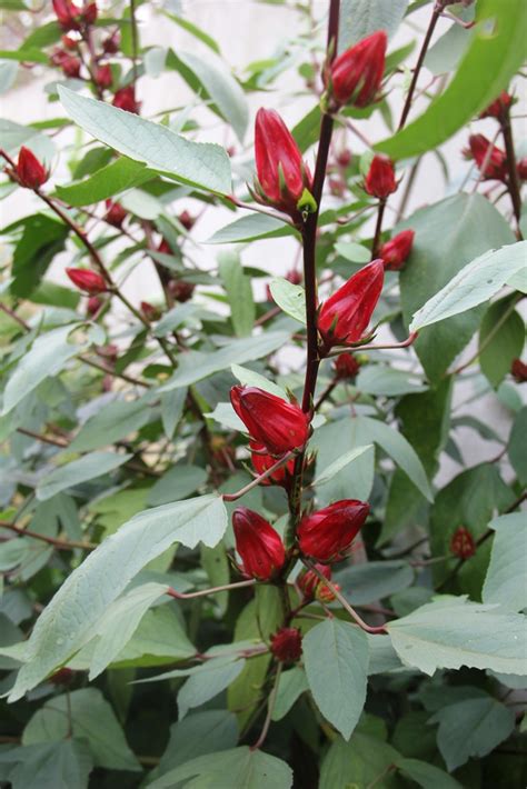 On The Green Side Of Life Growing Roselle Rosella