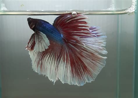 Betta Apple Telegraph