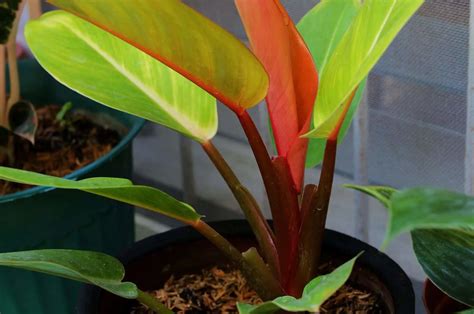 How To Care For The Striking Philodendron Prince Of Orange