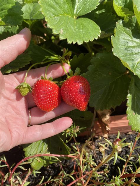 These Two Perfect Strawberries R Gardening