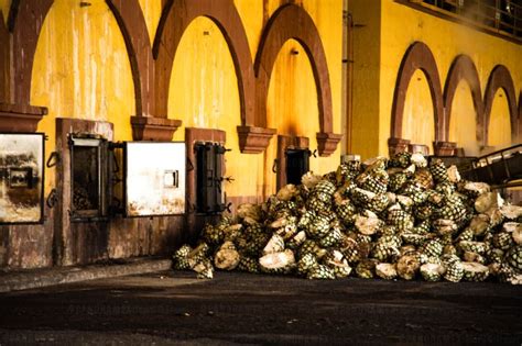 Tequila Trail Tour Tequila Jalisco Mexico | PANORAMEX