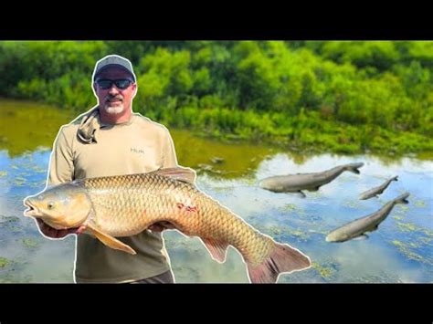 Grass Carp Bowfishing CATCH AND COOK It S The Best Fish I Ve Ever