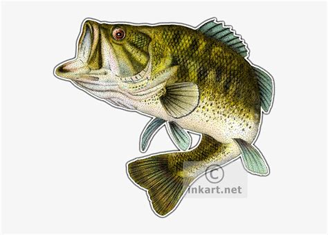 Largemouth Bass Drawing At Getdrawings Largemouth Bass Fish Png