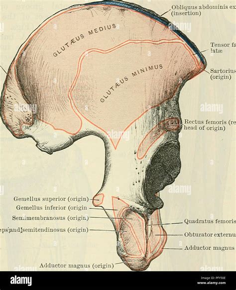 Intermuscular septum hi-res stock photography and images - Alamy