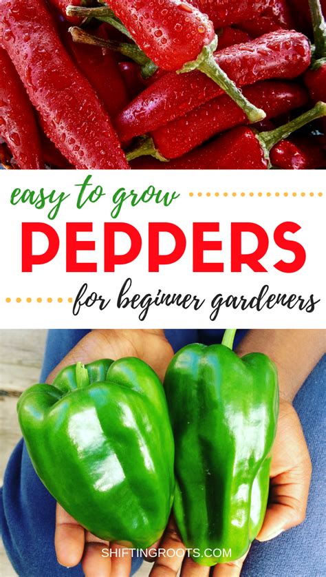 The Best Pepper Varieties For Beginners Artofit