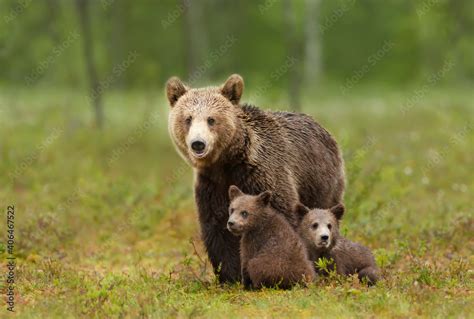 Female Eurasian brown bear and her cubs in boreal forest. Stock Photo | Adobe Stock