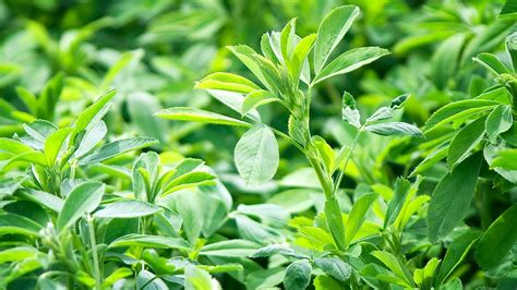 When To Plant Alfalfa Padenparizay