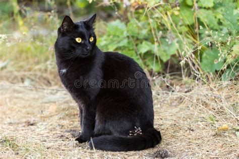 O Gato Preto Bonito Bonito Olhos Amarelos Senta Se Fora Na Grama Na