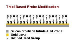 Chemically Modified Glass Mica Surfaces For Atomic Force Microscopy