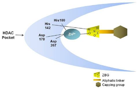 General Structure Of Hb Hdaci And Its Interaction With The Hdac Enzyme