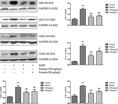 Effects Of Puerarin On The Protein Expression Of Endotoxin Receptors In