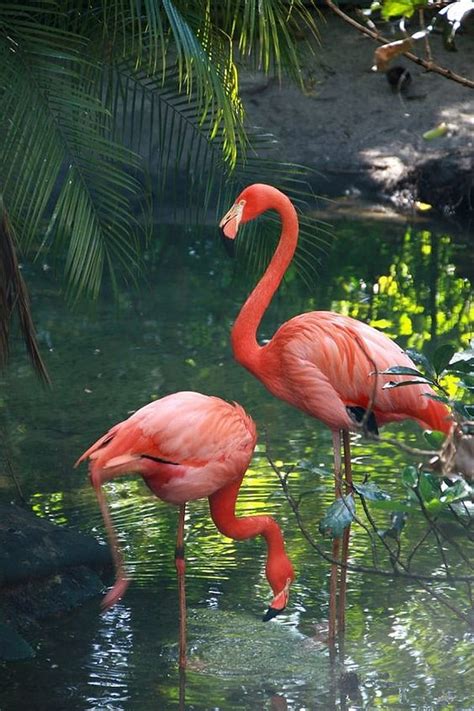 Flamingos Bird Flamingo Hd Phone Wallpaper Peakpx