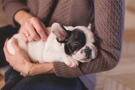 Acheter un chien Comment éviter les arnaques sur Internet