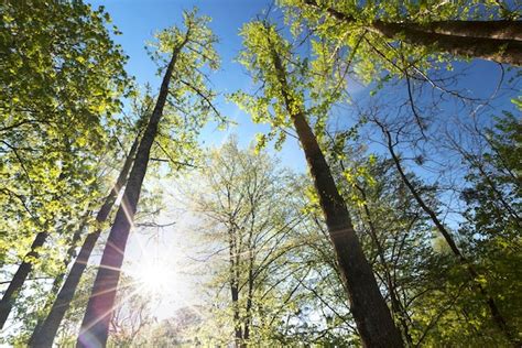 Premium Photo | Young green foliage on different types of trees