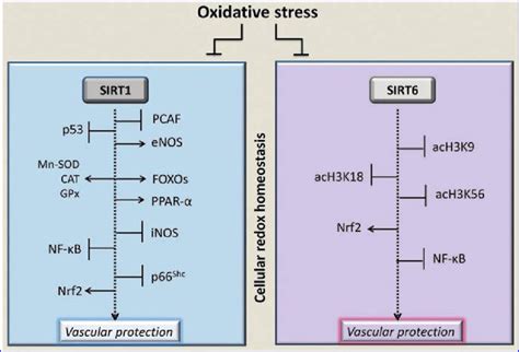 Sirt And Sirt Response To Cellular Redox Status And Oxidative Stress