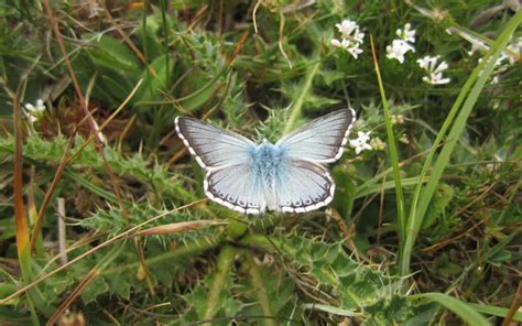 Butterfly Species In France Insectic