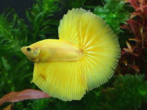 Yellow Halfmoon Betta Price: 17.96 GBP (Worldwide Shipping) https://diapteron.co.uk/product ...