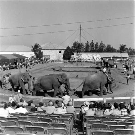 Life at the Circus With the Ringling Brothers, 1949 ~ Vintage Everyday