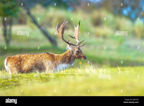 Fallow Deer Dama Dama Male Stag During Rutting Season The Autumn