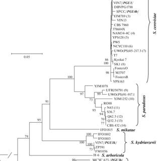 Phylogenetic Analysis Of Nucleotide Sequences Of The Pgu Genes In