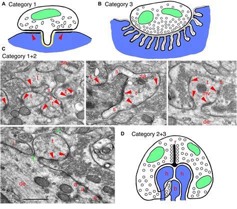 Frontiers Invaginating Structures In Mammalian Synapses