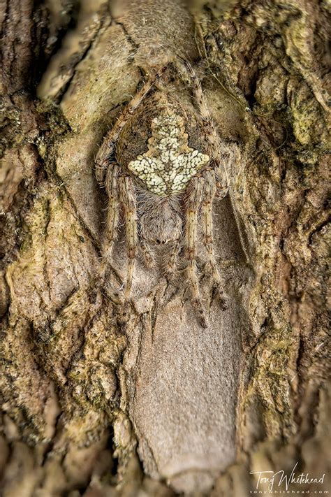 Camouflage Spider