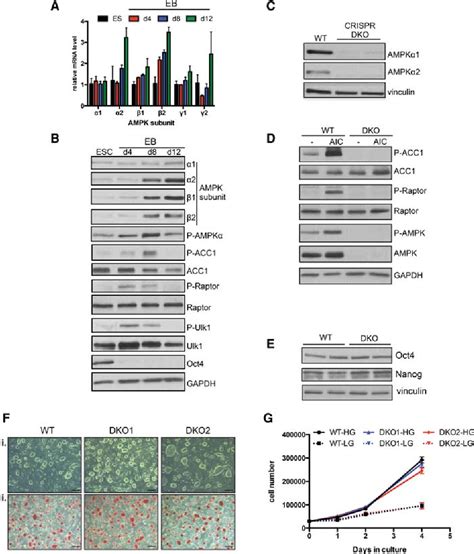 Figure From Ampk Governs Lineage Specification Through Tfeb Dependent