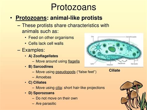 Kingdom Protista Protists. - ppt download