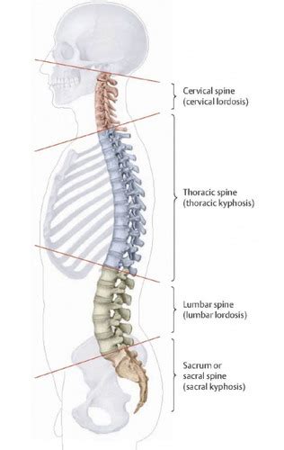 Spine Flashcards | Quizlet