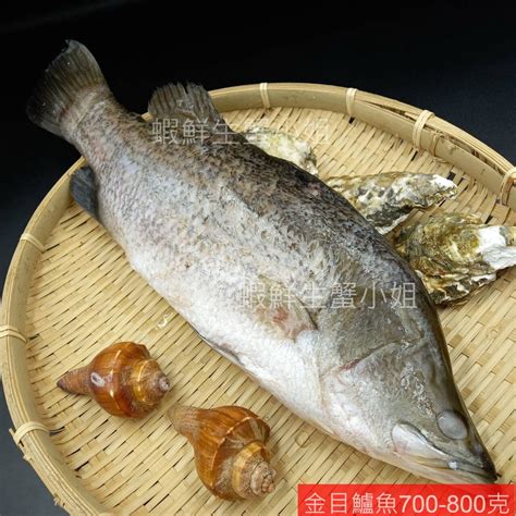 【海鮮7 11】金目鱸魚 1斤2 1斤5 殺清三去 新鮮鱸魚 肉細細緻美味 每隻170元 蝦皮購物