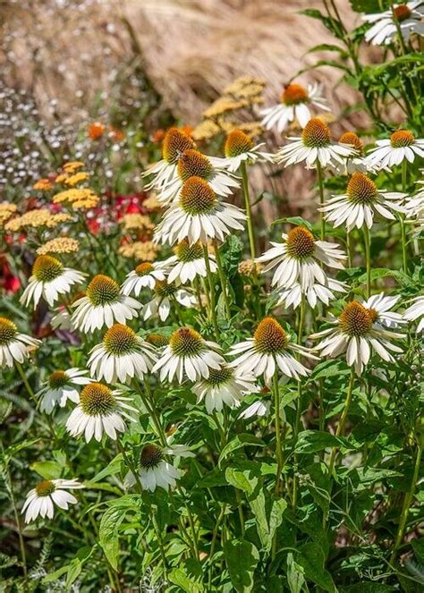 Echinacea Kismet White Echinacea purpurová K13