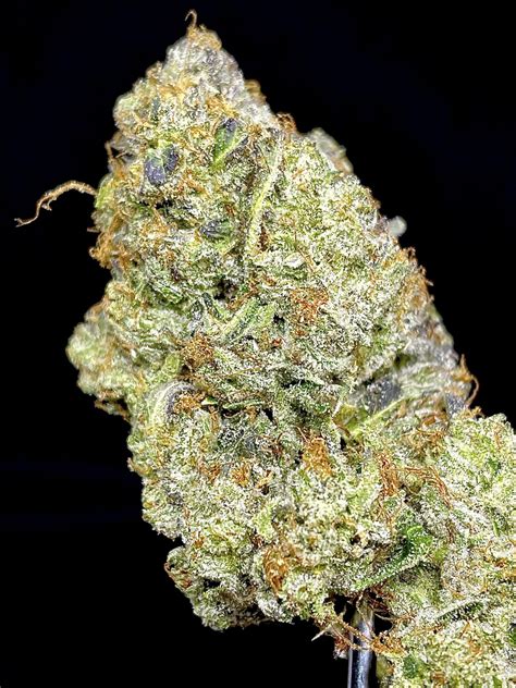 Pink Quattro Kush B C Star Immaculate Indica Leaning Hybrid Kind