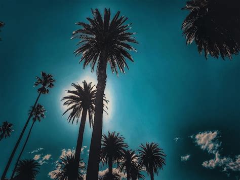 Premium Photo Low Angle View Of Palm Trees Against Sky