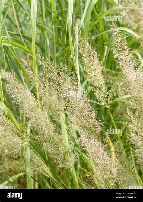 Diamond Grass Calamagrostis Brachytricha Saxon State Office For Environment Agriculture And