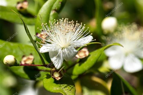 Myrtle flower Stock Photo by ©marcociannarel 49524251