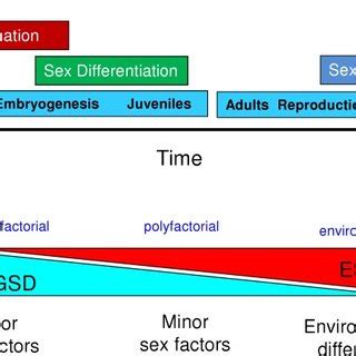 Sex Determination And Differentiation In Fish A The Processes Of Sex