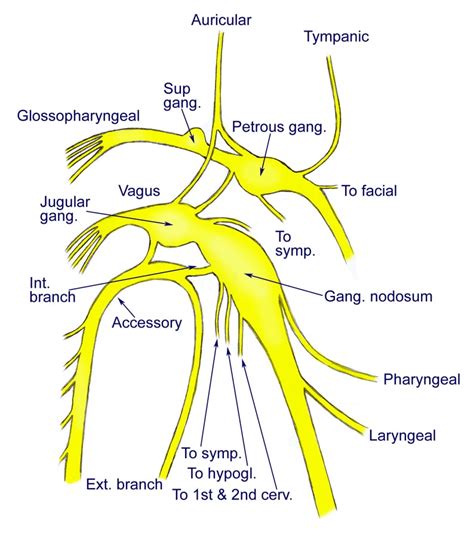 Vagus Nerve Anatomy Origin Course And Branches