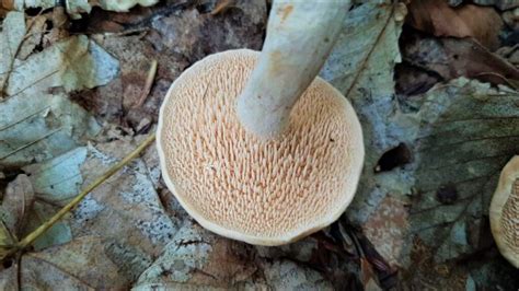 Hedgehog Mushrooms: Identification, Foraging, and Cooking - Mushroom ...