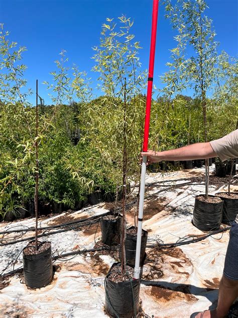 White Karee Tree Witkareeboom Mooiwater Indigenous Tree Nursery