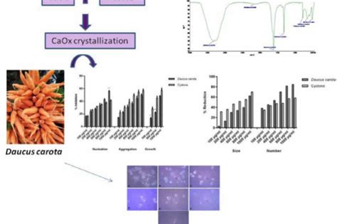 Antiurolithiatic Activity of Daucus carota: An In vitro Study ... 