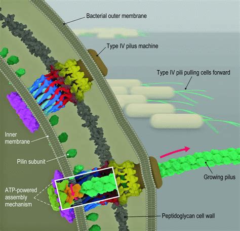 Architecture Of The Type IVa Pilus Machine Science