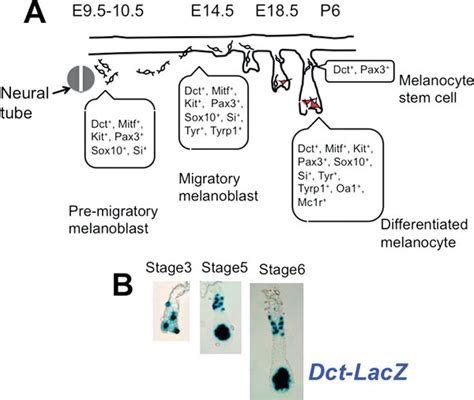 Figure 1 Schematic Drawing Of Melanocyte Development In The Mouse