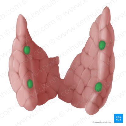 Human Physiology Overview Of Physiology Of Organ Systems Kenhub