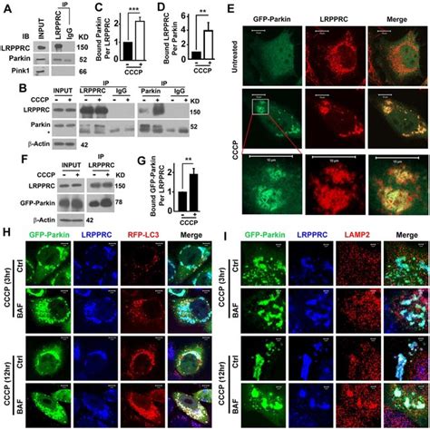 Colocalization Among Parkin Tom Indicated Mitochondria And