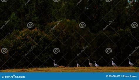 Common Cranes Or Eurasian Cranes Standing In Meadow During Night