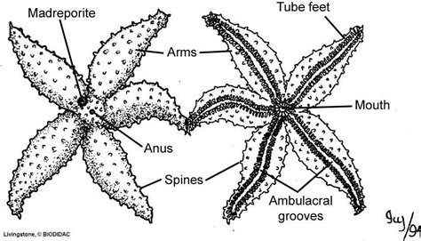 Asteroidea Diagram Diagram | Quizlet