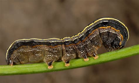 Yellowstriped Armyworm Spodoptera Ornithogalli